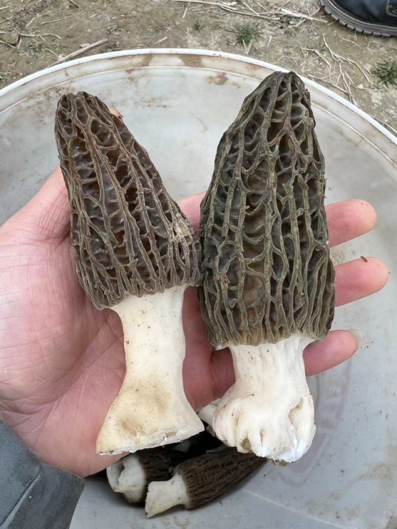 干鲜羊肚菌出售