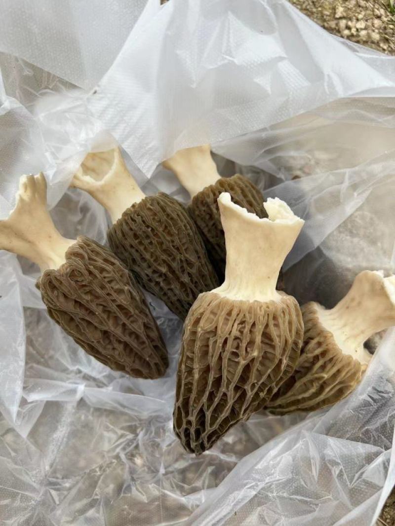 干鲜羊肚菌出售