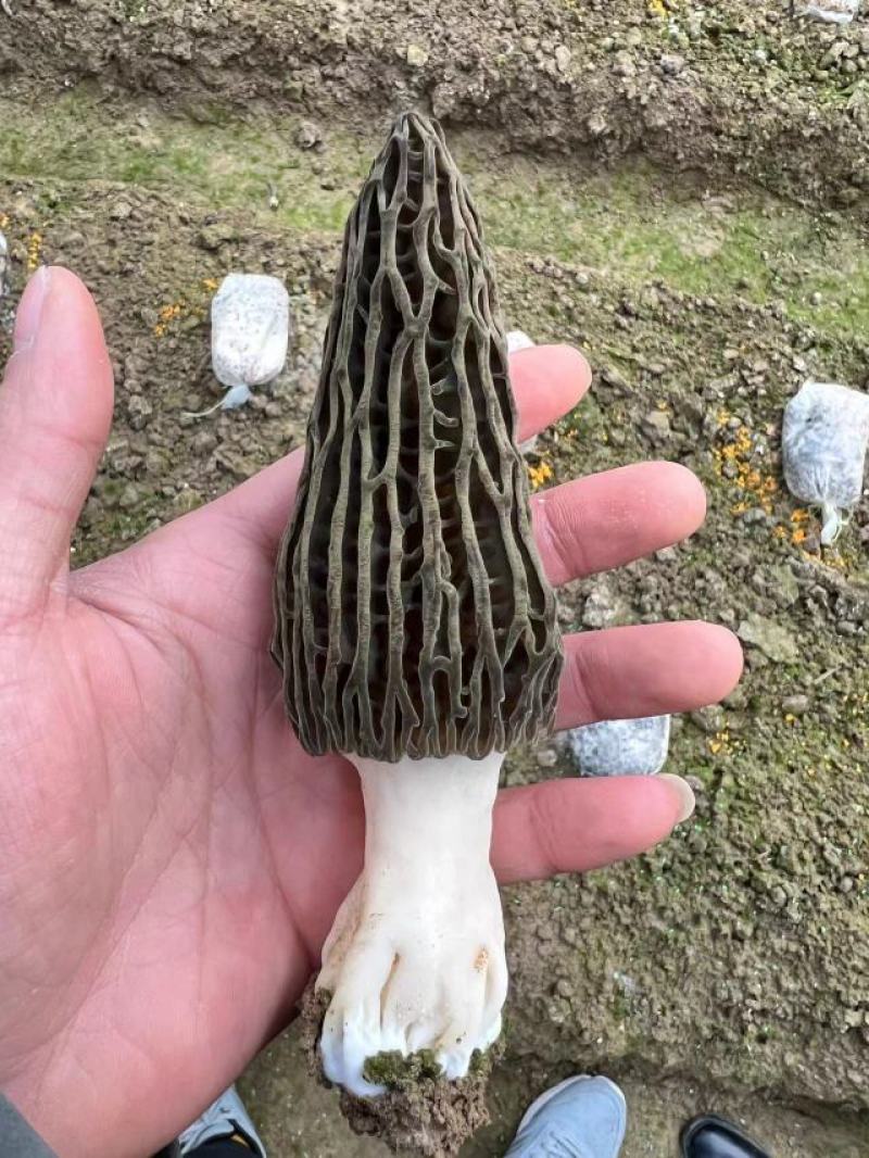 干鲜羊肚菌出售