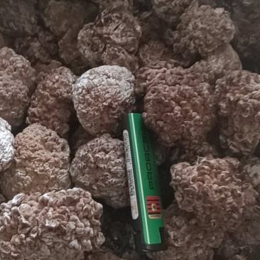 玛咖菌