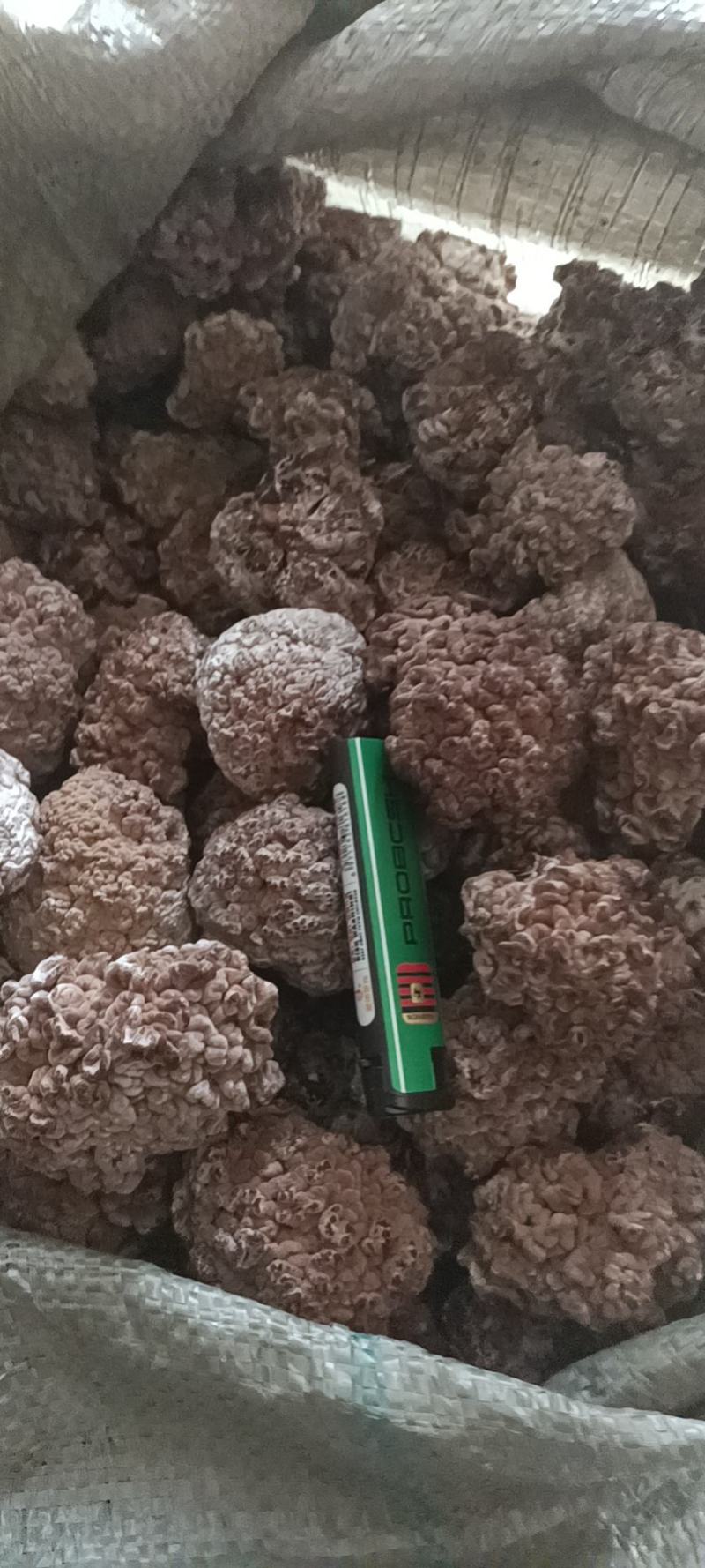 玛咖菌