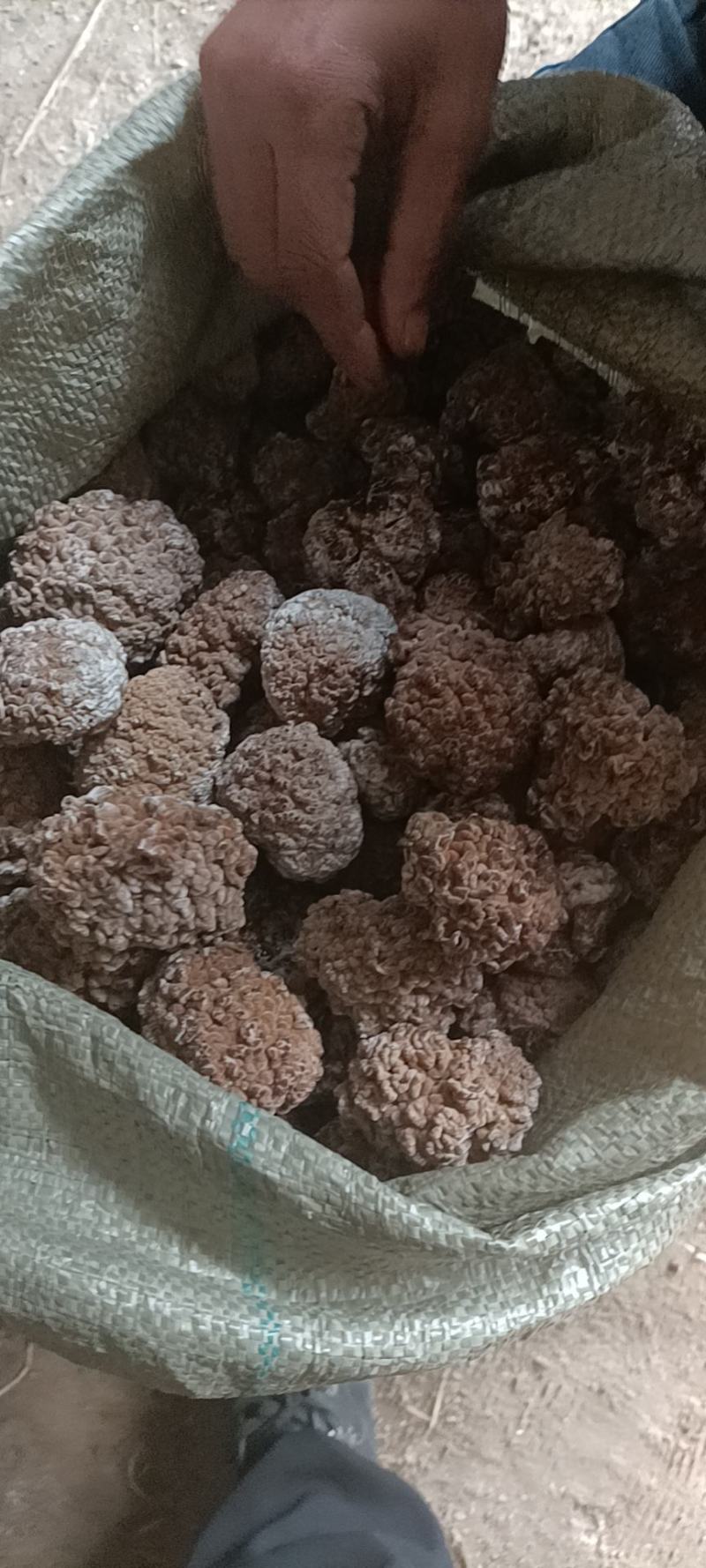 玛咖菌