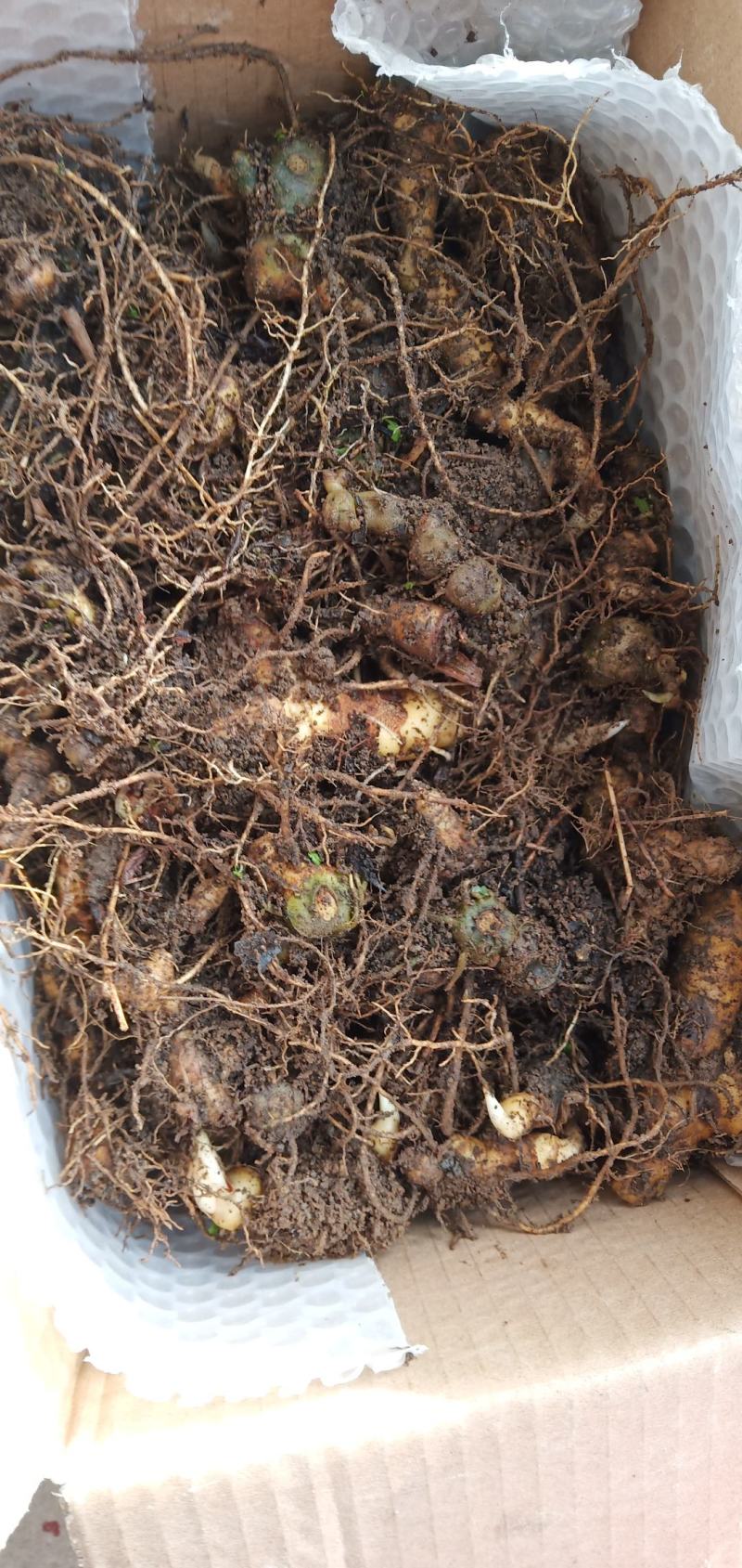 姜型黄精野生多花黄精中药材