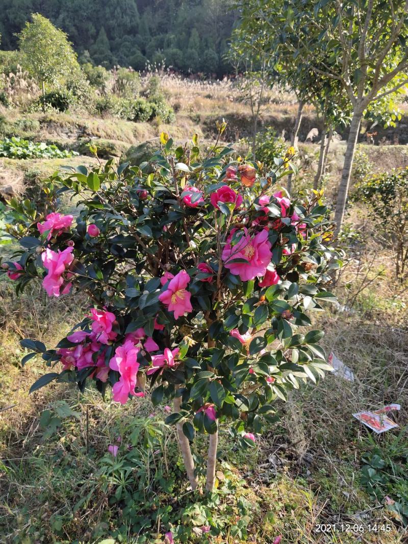 清地处理优质茶花树，茶花球，七芯茶，山茶花品种齐