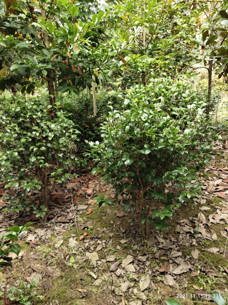 清地处理优质茶花树，茶花球，七芯茶，山茶花品种齐