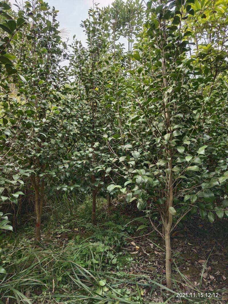 清地处理优质茶花树，茶花球，七芯茶，山茶花品种齐