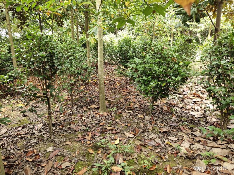 清地处理优质茶花树，茶花球，七芯茶，山茶花品种齐