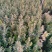 沂蒙山瓜子黄杨