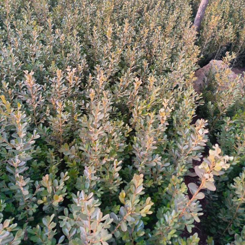 沂蒙山瓜子黄杨