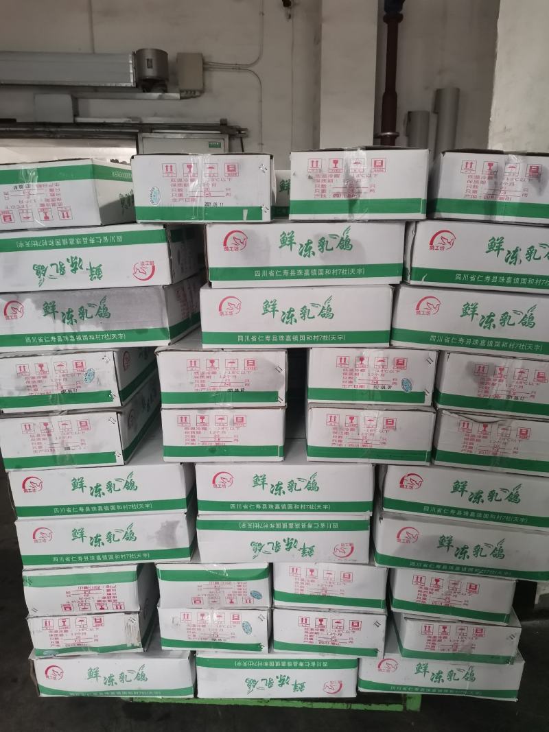 乳鸽，白条乳鸽，冷冻乳鸽，鸽子肉，6-9两有货