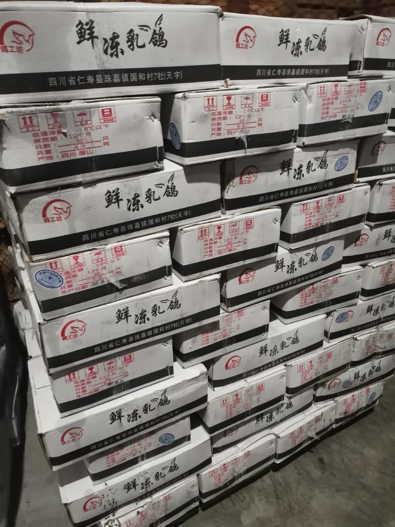 乳鸽，白条乳鸽，冷冻乳鸽，鸽子肉，6-9两有货