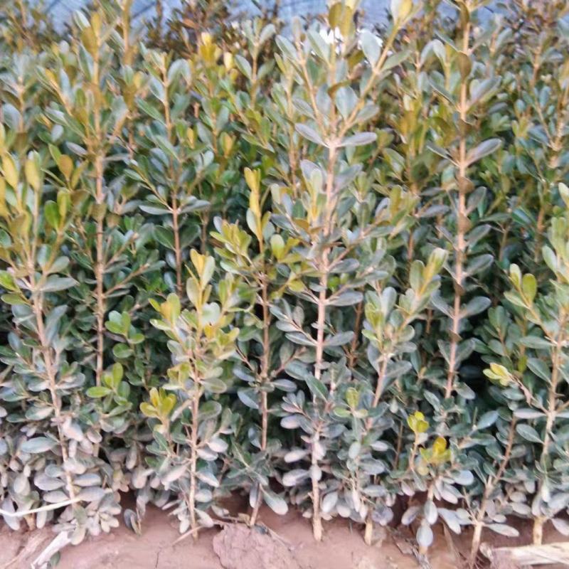 沂蒙山瓜子黄杨