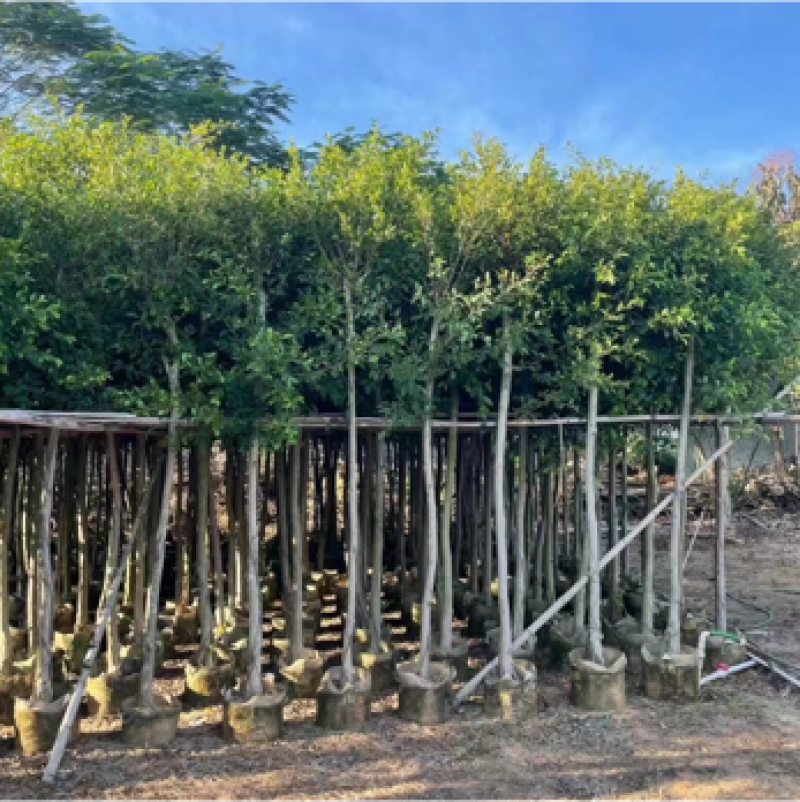 小叶榕树苗低价出售5-20分行道树绿化工程树