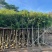 小叶榕树苗低价出售5-20分行道树绿化工程树
