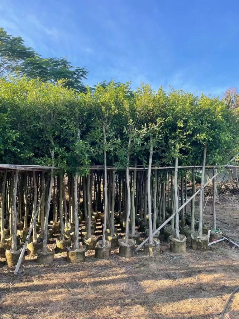 小叶榕树苗低价出售5-20分行道树绿化工程树