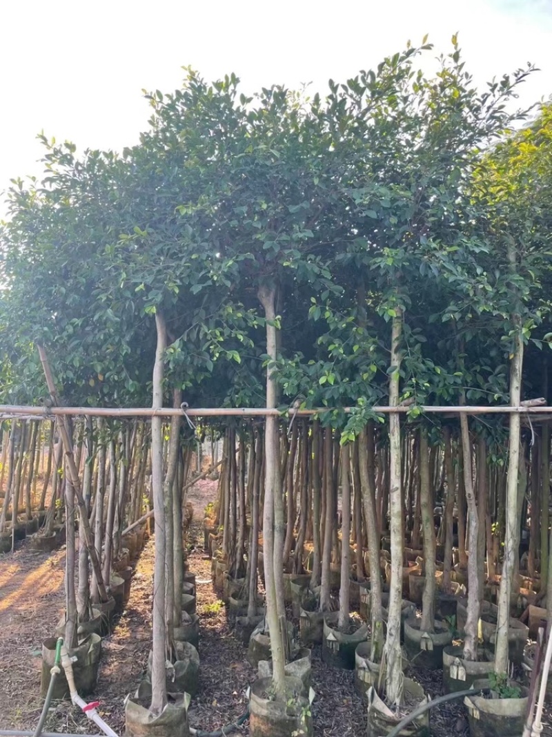 小叶榕树苗低价出售5-20分行道树绿化工程树