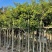 小叶榕树苗低价出售5-20分行道树绿化工程树