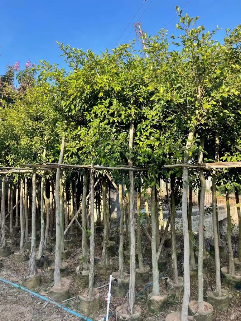 小叶榕树苗低价出售5-20分行道树绿化工程树