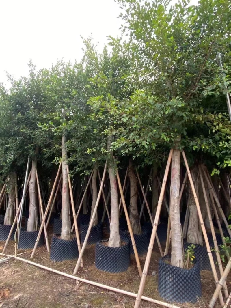 小叶榕树苗低价出售5-20分行道树绿化工程树