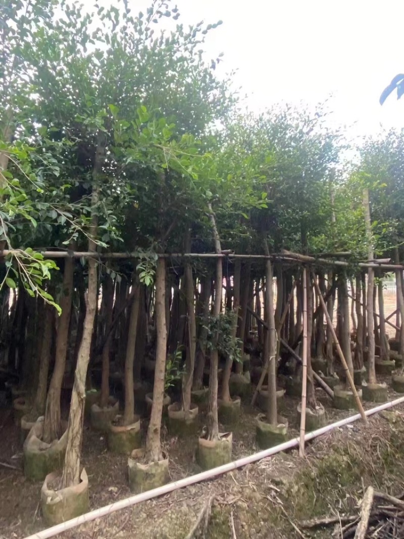 小叶榕树苗低价出售5-20分行道树绿化工程树