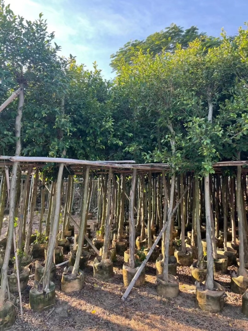 小叶榕树苗低价出售5-20分行道树绿化工程树