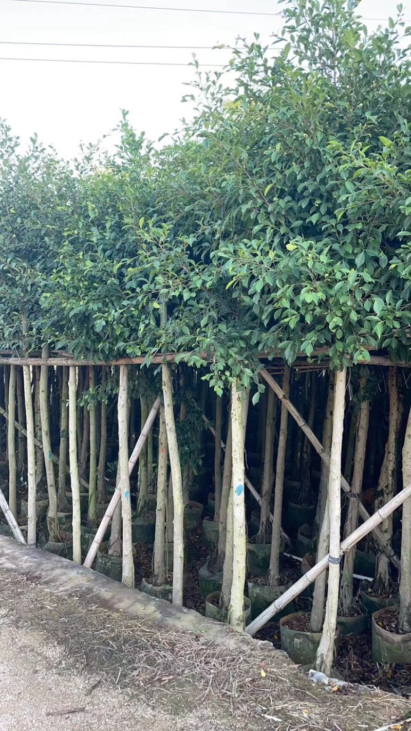 小叶榕树苗低价出售5-20分行道树绿化工程树