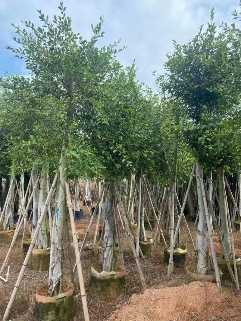 小叶榕树苗低价出售5-20分行道树绿化工程树