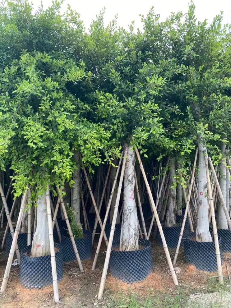 小叶榕树苗低价出售5-20分行道树绿化工程树
