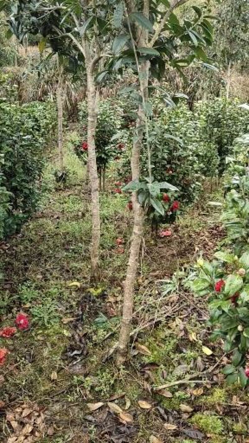 清地处理优质茶花树，茶花球，七芯茶，山茶花品种齐