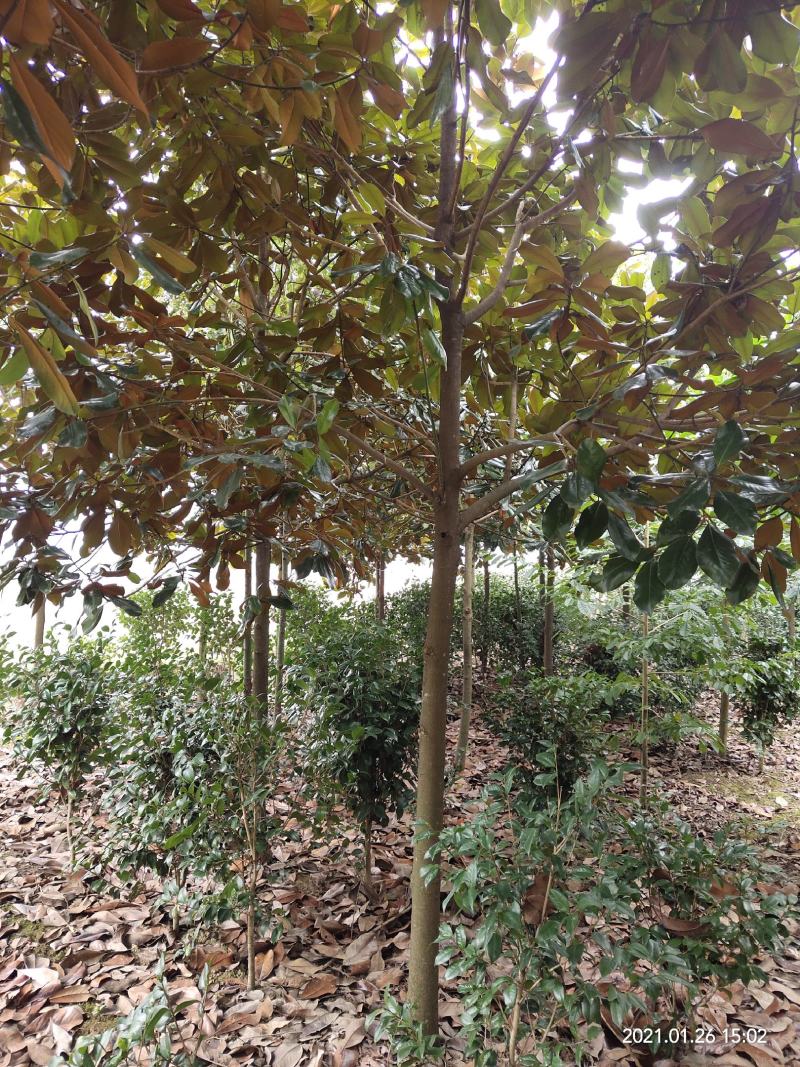 清地处理优质茶花树，茶花球，七芯茶，山茶花品种齐