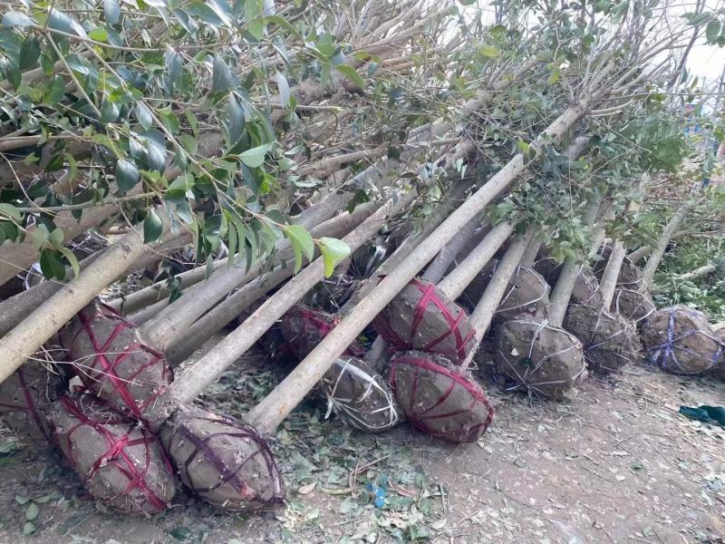 优质高杆女贞苗冬青树大叶女贞1~13公分基地批发提供种植