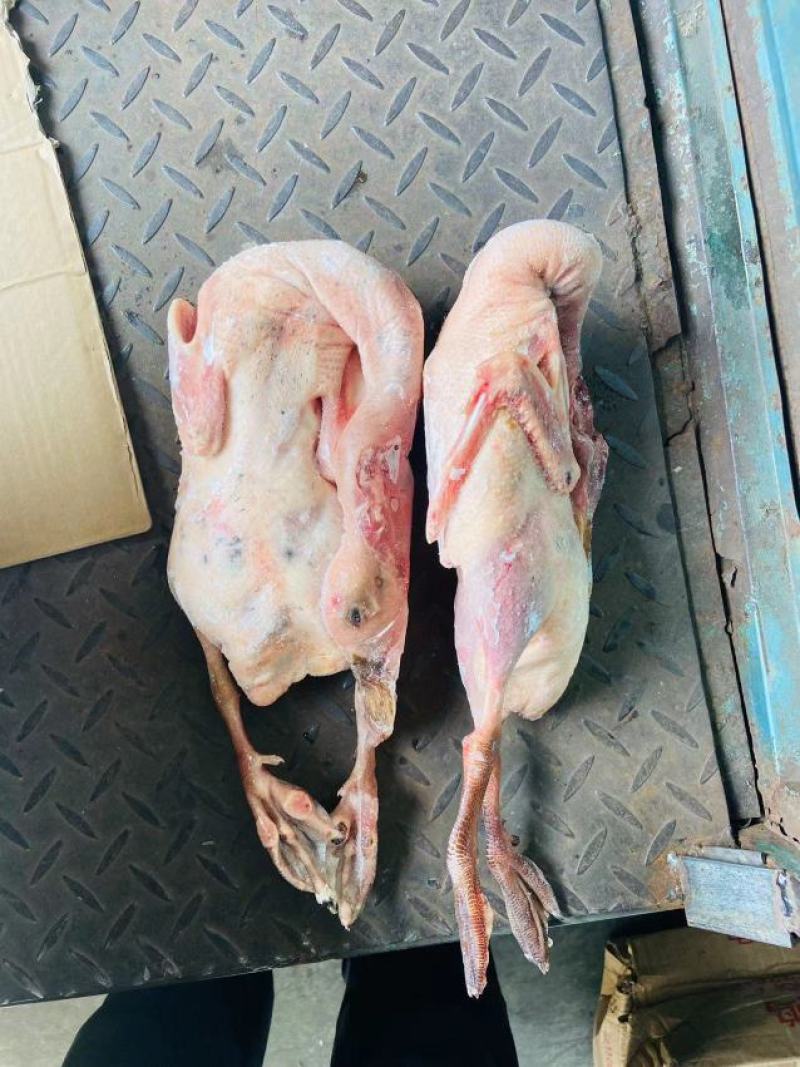 老麻鸭淘汰蛋鸭，金锭麻鸭，老鸭白条批发，量大优惠