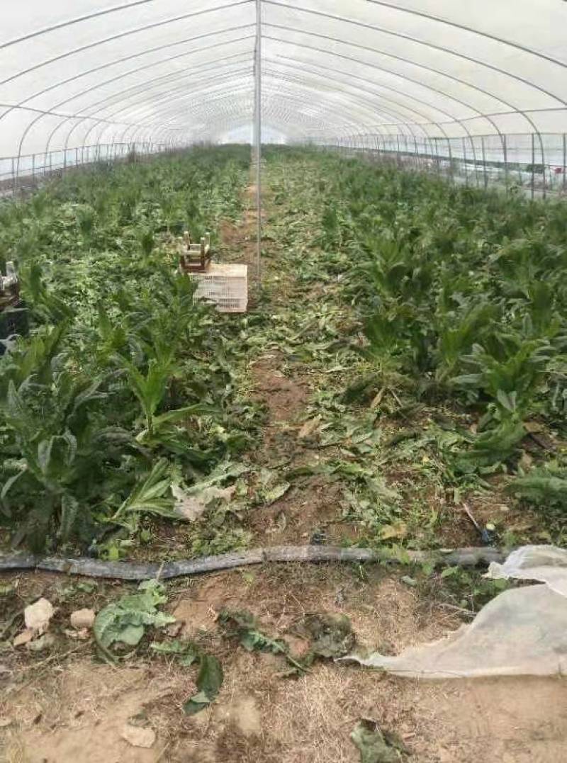 保温大掤出租一千亩