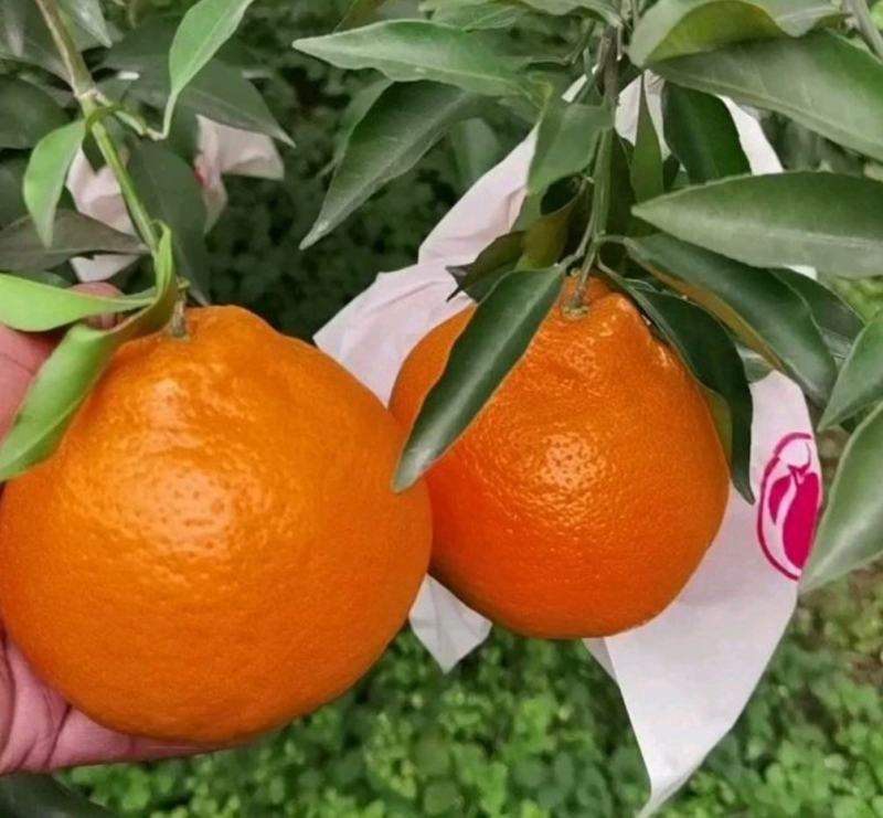 耙耙柑，纯甜，