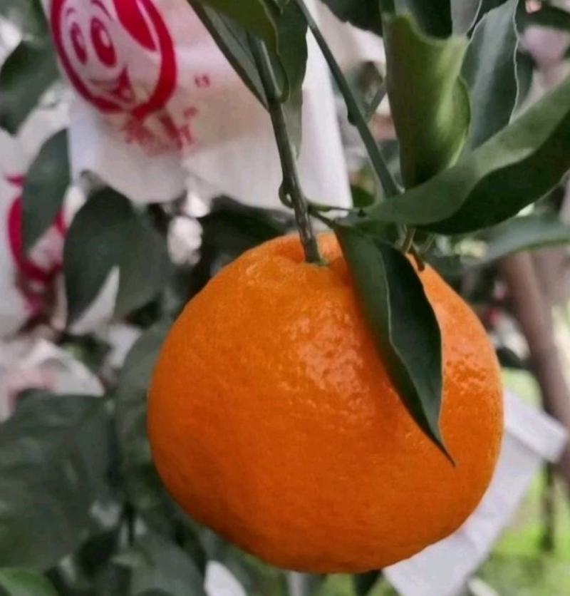 耙耙柑，纯甜，