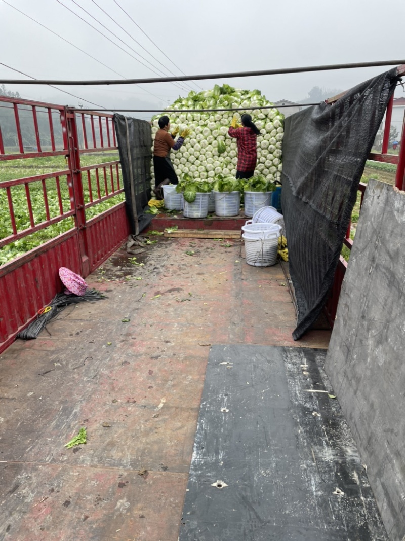 基地高品质黄心大白菜，诚信经营以口碑代替销量！