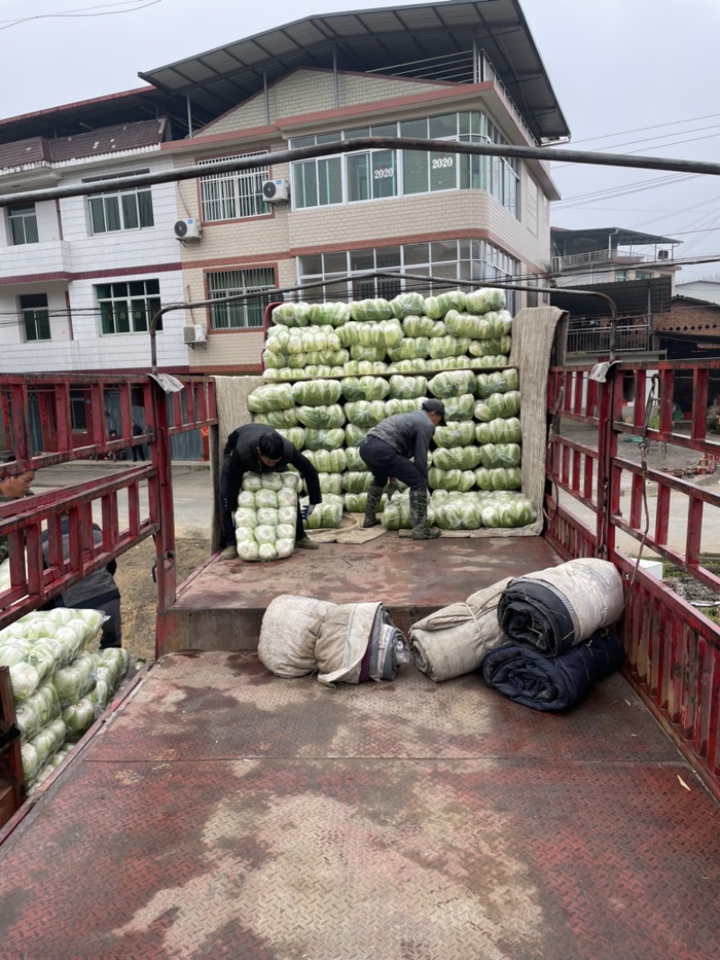 基地高品质黄心大白菜，诚信经营以口碑代替销量！