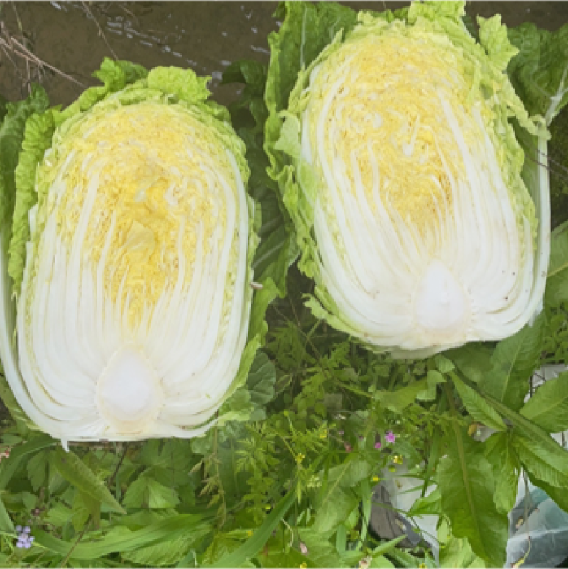 基地高品质黄心大白菜，诚信经营以口碑代替销量！