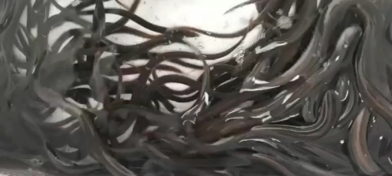 大量供应大小规格优质鳗鱼苗，欢迎新老客户来电订购！