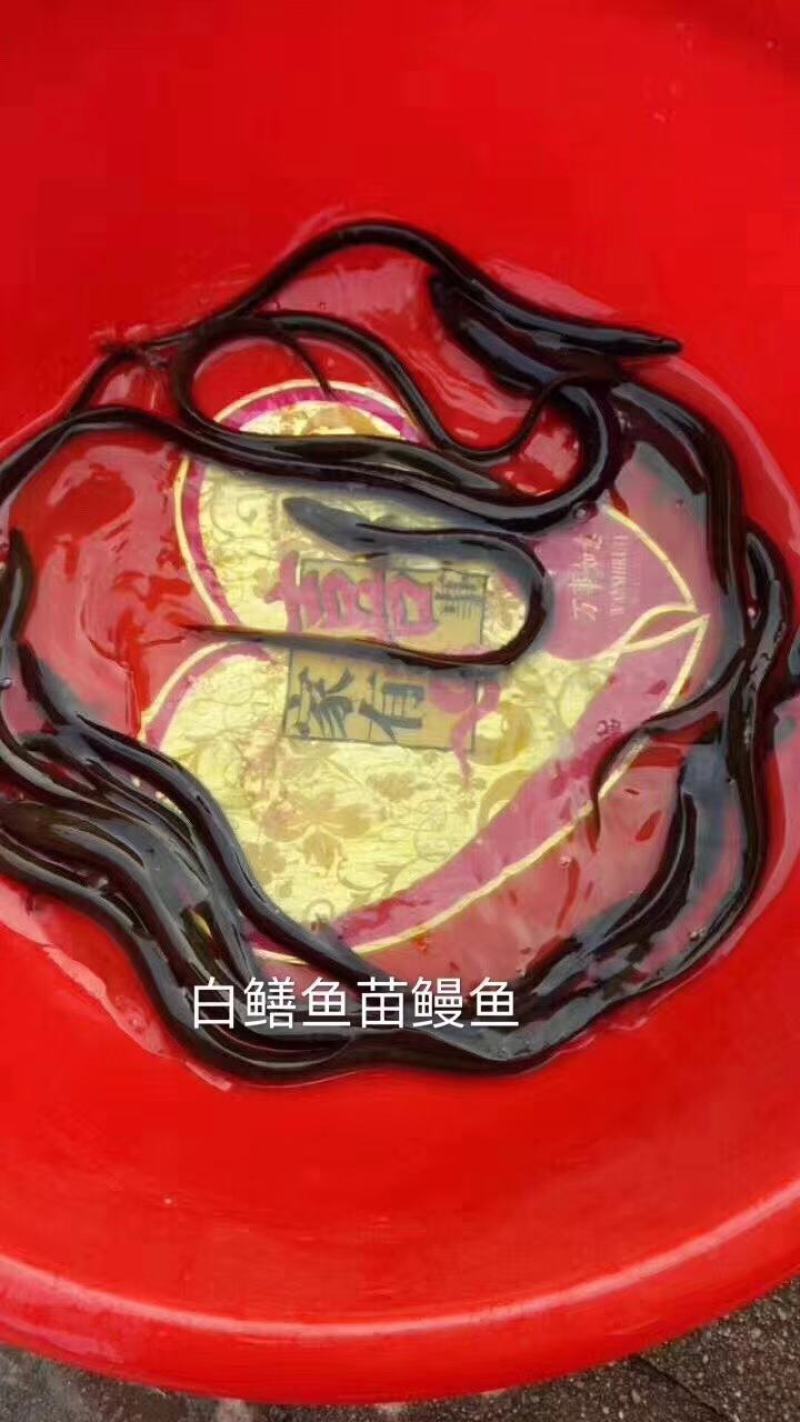 大量供应大小规格优质鳗鱼苗，欢迎新老客户来电订购！