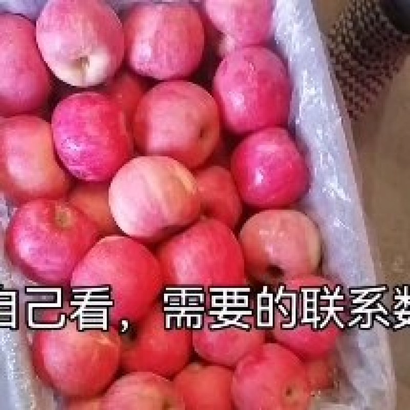 富士苹果脆甜多汁套网不套网都有，大量有货