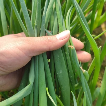 便宜小葱超合算抓紧联系