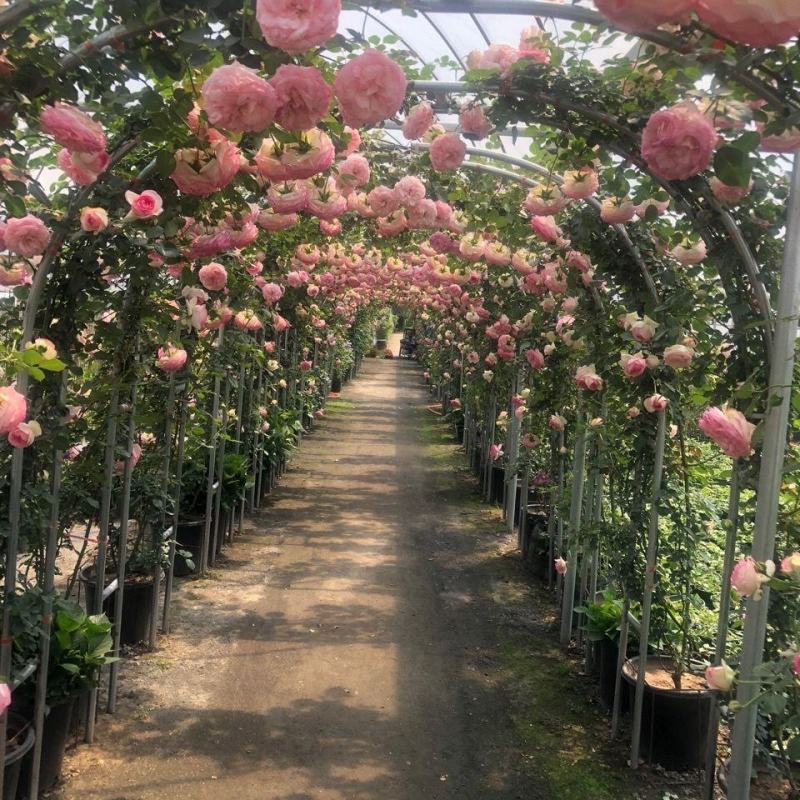 藤本月季苗爬藤植物庭院阳台大花浓香藤本月季苗盆栽花卉