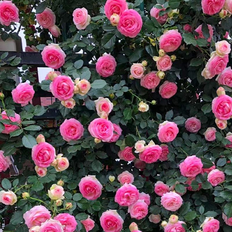 藤本月季苗爬藤植物庭院阳台大花浓香藤本月季苗盆栽花卉
