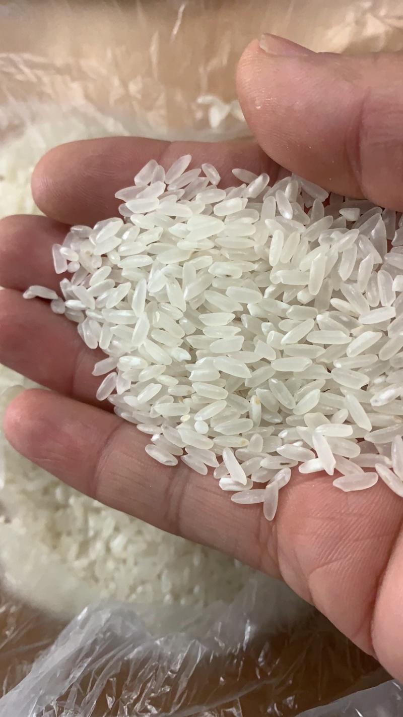 米厂大量采购21年粳稻圆粒长粒香稻花香可免费代加工贴牌