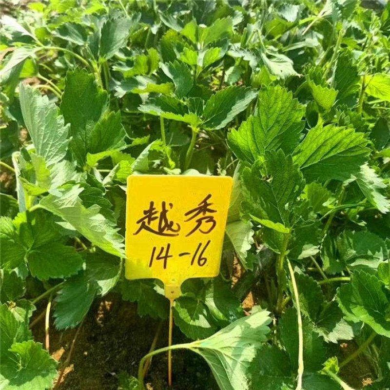 草莓苗穴盘苗，奶油草莓，草莓苗，脱毒种苗，妙七草莓苗