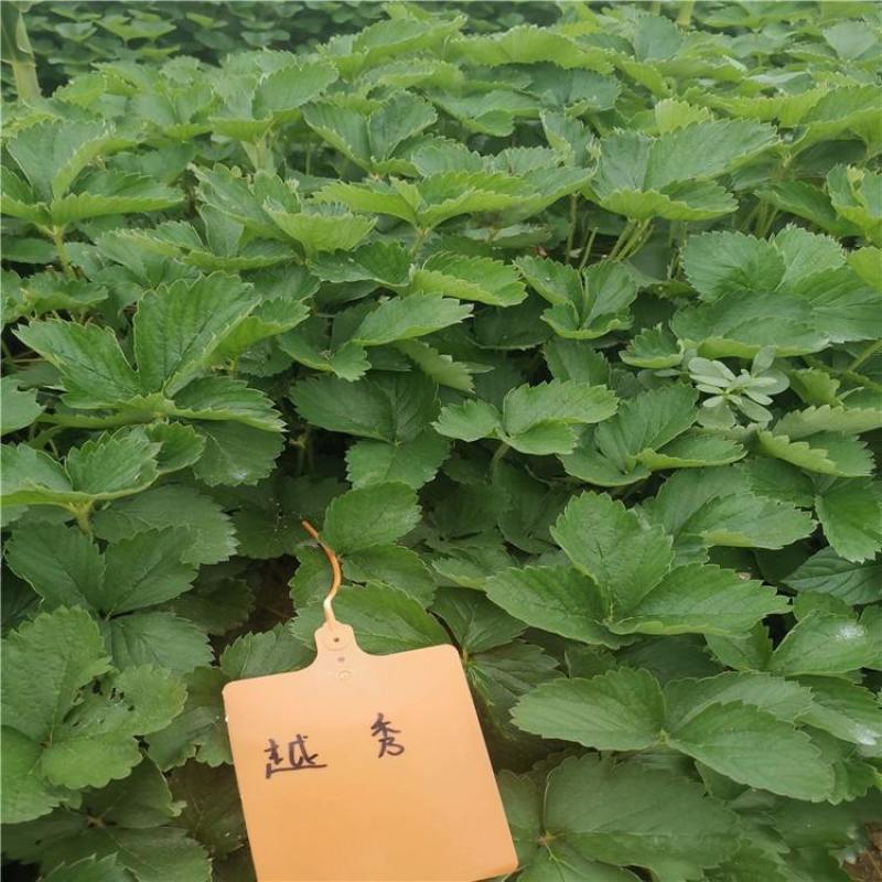 草莓苗穴盘苗，奶油草莓，草莓苗，脱毒种苗，妙七草莓苗