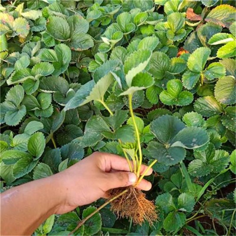 草莓苗穴盘苗，奶油草莓，草莓苗，脱毒种苗，妙七草莓苗