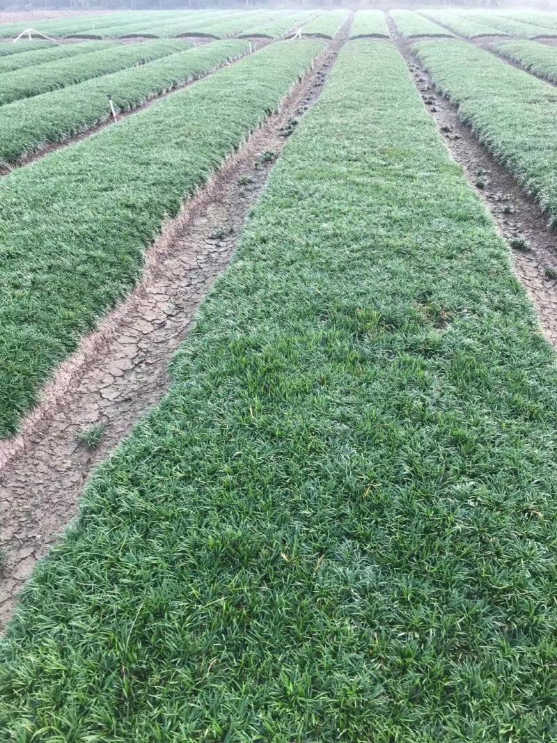 玉龙草(日本矮麦冬)庭院绿化工程用苗耐寒耐冻量大从优