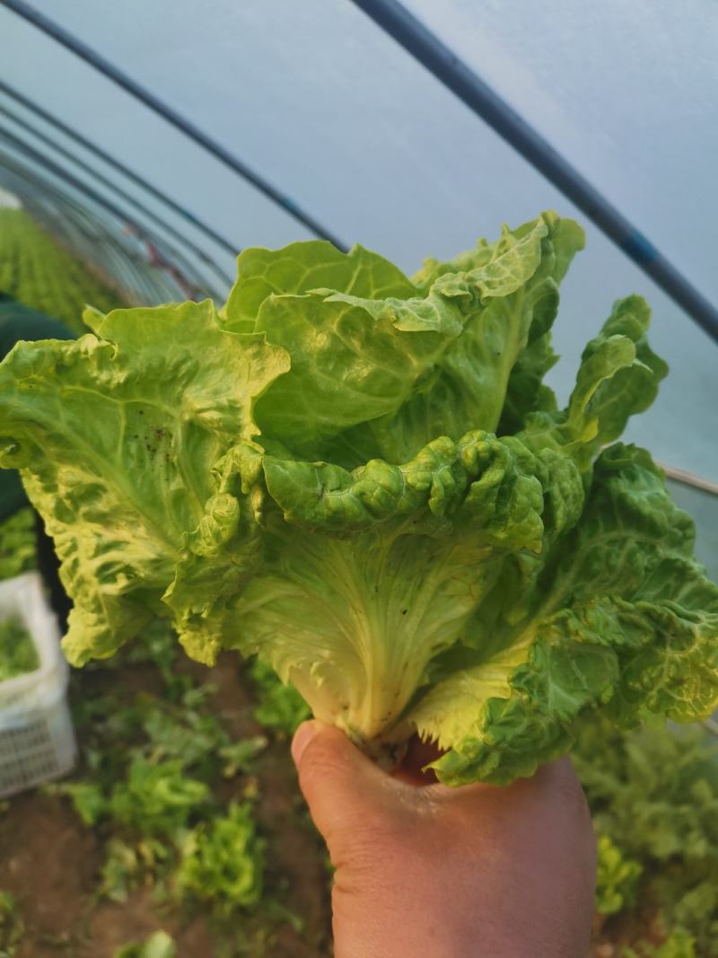 生菜，大利生菜，散叶生菜，百亩种植基地！支持各种包装！